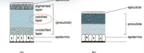 <p>the process that harden <strong>exoskeleton</strong> in ALL <strong> arthropods</strong></p><p>portein cross-links from spontaneously in procuticle</p>