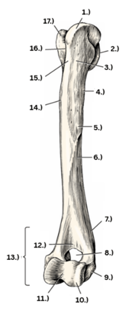 <p>15</p>