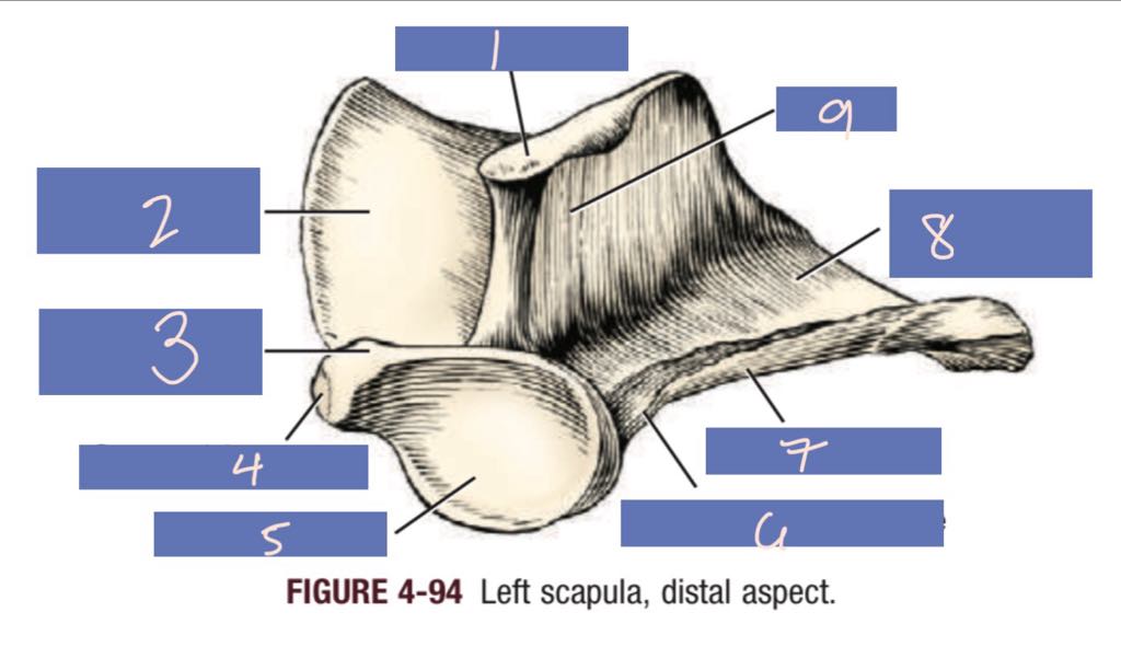 <p>4</p>