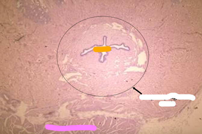 <p>Identify the structure:</p><p>Specie:</p><p>Orange:</p><p>White:</p><p>Pink:</p>