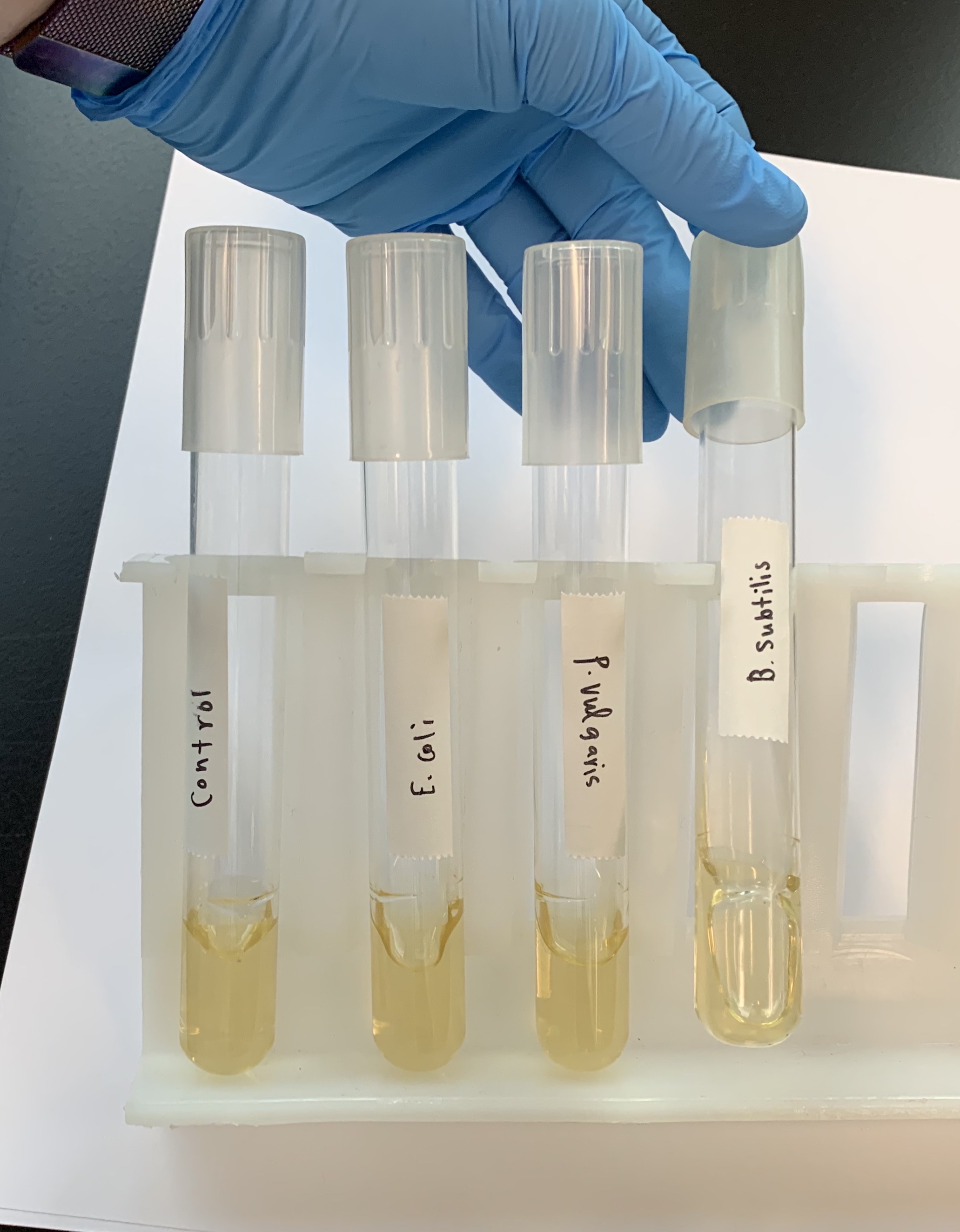 <p>What does a NEGATIVE Hydrolysis of Gelatin Test look like?</p>