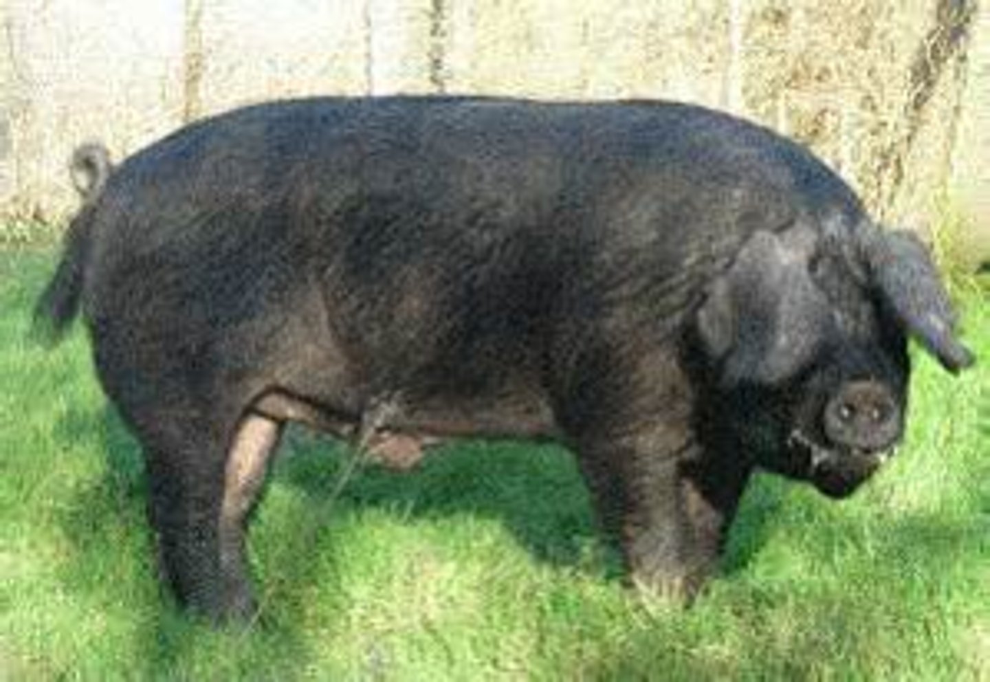 <p>huge ears that go to the snout, from UK, pork and bacon, good mothers and prolifacy, semi-extensive</p>