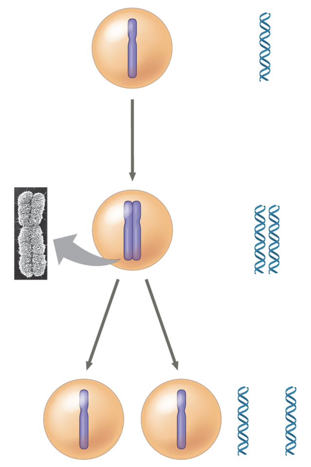 <p>How many chromosomes are in the middle cell?</p>