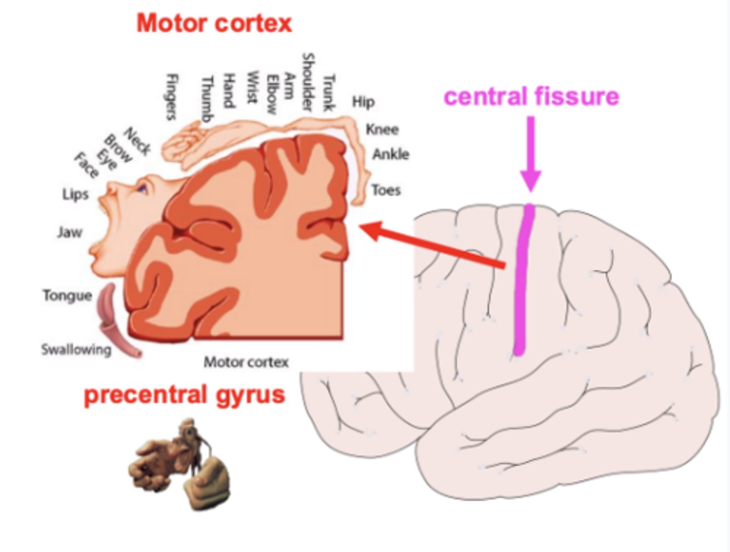 <p>The somatotopic map of the body in M1 — different regions of M1 correspond to different body parts.</p>