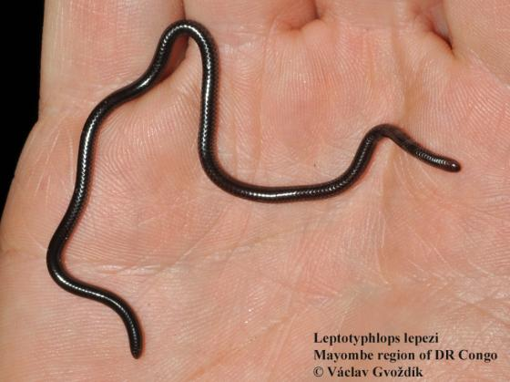 <p><span><span>family of small snakes</span></span></p>