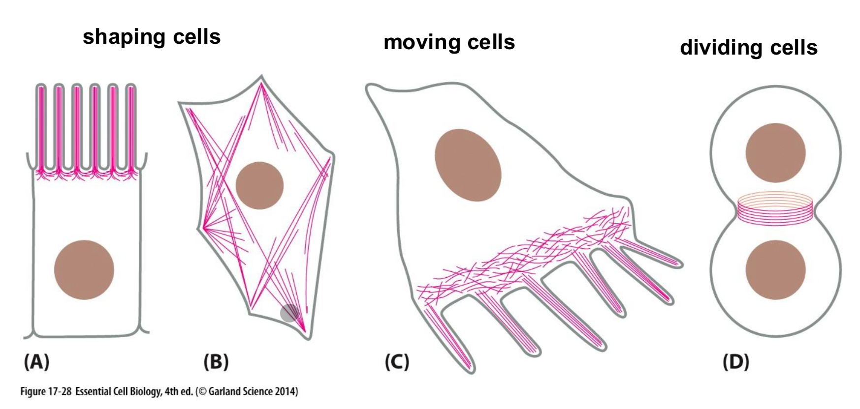 <p>Shape, move, and divide cells</p>
