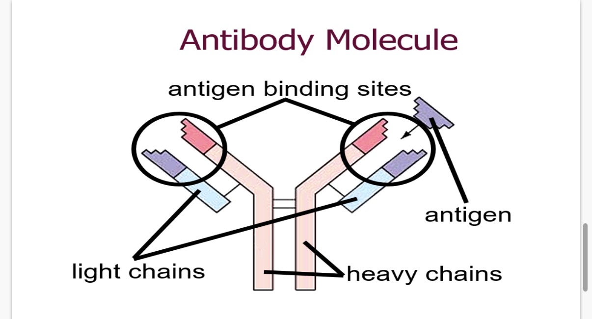<p>•Antibodies constitute a group of globular serum proteins called …1? (Igs).</p><p> - A typical antibody molecule has …2? identical antigen-binding sites specific for the …3? that provokes its production.</p>