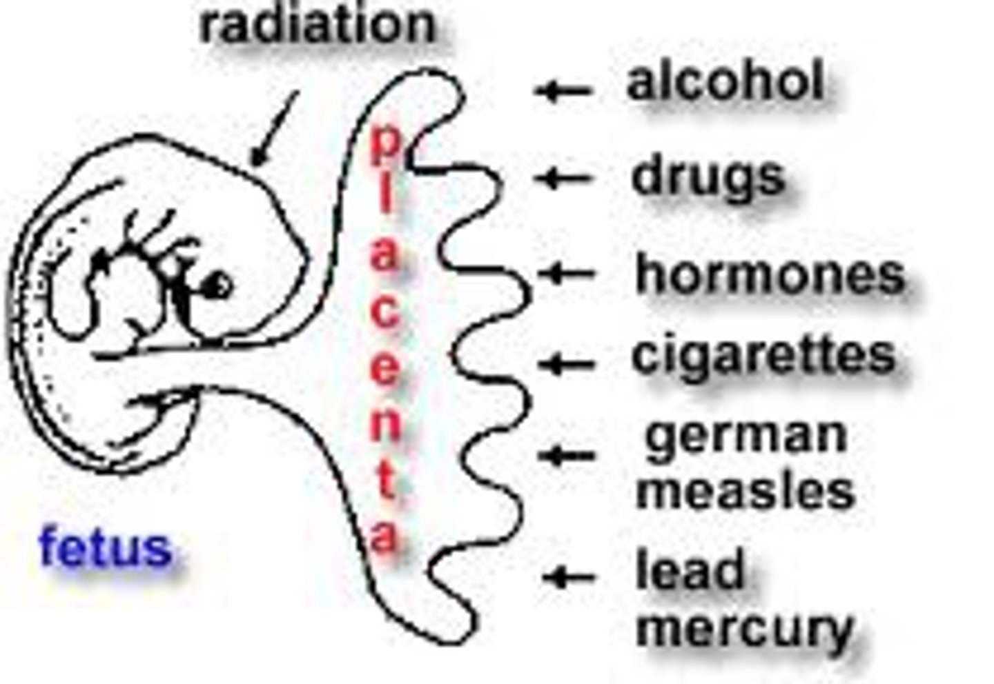 <p>agents, such as chemicals and viruses, that can harm the embryo or fetus during prenatal development </p>