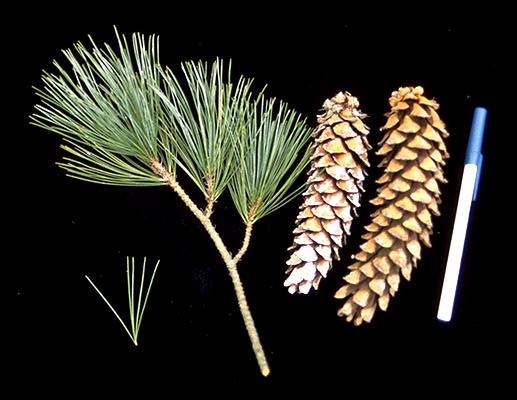 <p>Conifer. Narrow, open, conical crown of horizontal branches. Needles 5 per fascicle 5-10cm long, blue-green with white stomatal lines on inner surface. Can be confused with another species of pine that has 5 needles per fascicle, however this species has white stomatal lines only on the inner surface as apposed to all sides of the needles. Cones are also much smaller 13-23cm long, narrowly cylindrical, pitchy.</p>