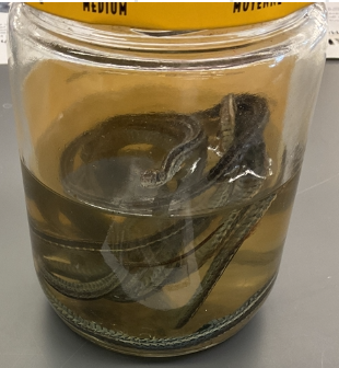 <p>Thamnophis butleri</p><p>Butler's Gartersnake</p><p>Endagered</p><p>Family Colubridae</p><p>Feeds on earth worms</p><p>3 light cream to yellow strips on body</p><p>Background of the body is bloc or brown</p><p>Belly is tan to yellow often bordered with brown</p><p>Head is small and blunt</p><p>May have a light spot in front of the eye</p><p>When threatened it will flatten its body to appear larger and release an odorous fluid from its cloaca</p><p>Scales are keeled</p>