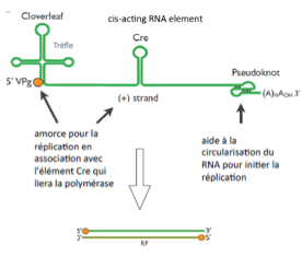 <ul><li><p class=""><strong>Repliements en trèfle</strong> → fixation de l’ARN polymérase</p></li><li><p class=""><strong>Élément CRE (cis-acting RNA element)</strong> :</p><ul><li><p class="">Repliement ARN spécifique</p></li><li><p class="">Liaison à la <strong>propolymérase 3CD</strong> et à la <strong>polymérase 3D</strong></p></li><li><p class="">Recrutement de <strong>VPg</strong></p></li></ul></li><li><p class="">Noeud en 3’</p><ul><li><p class="">Aide à la circulation de l’ARN pour initier la replication</p></li></ul></li></ul><p></p>