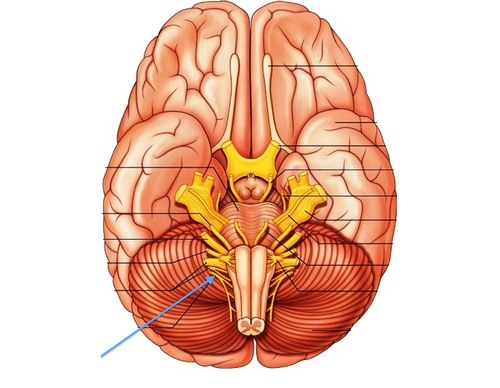 <p>Cranial Nerve XI *purely somatic motor to move trapezius and sternocleidomastoid</p>