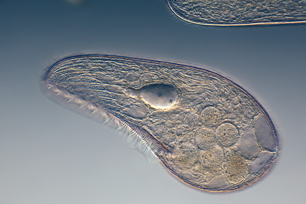 these use ciliate movement, size approximately 1 mm