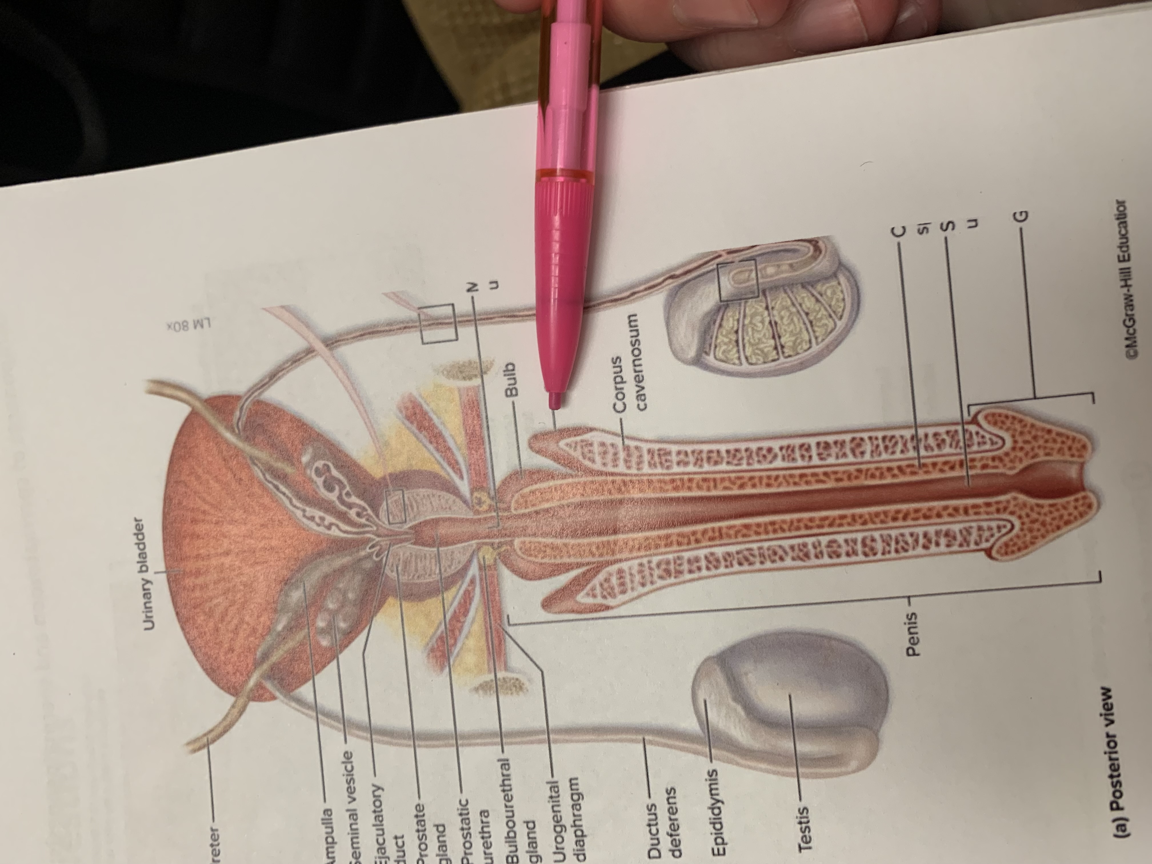 term image