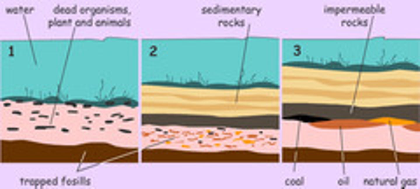 <p>- <b>plankton from thousands of years ago</b> absorbs energy from the sun <br>- the plankton <b>dies but doesn't decay</b> as it's in the <b>sea</b><br>- it is <b>deposited to the sea floor</b><br>- over the years, <b>sedimentary rock builds up and buries it</b><br>- over millions of years, <b>heat and pressure builds up</b> on the rock<br>- a "soup" of vegetation is made as water is <b>squeezed up</b><br>- the plankton is eventually turned into crude oil</p>