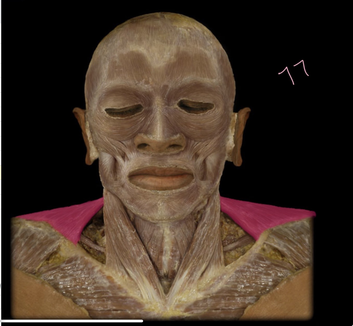 <p>Trapezius</p>