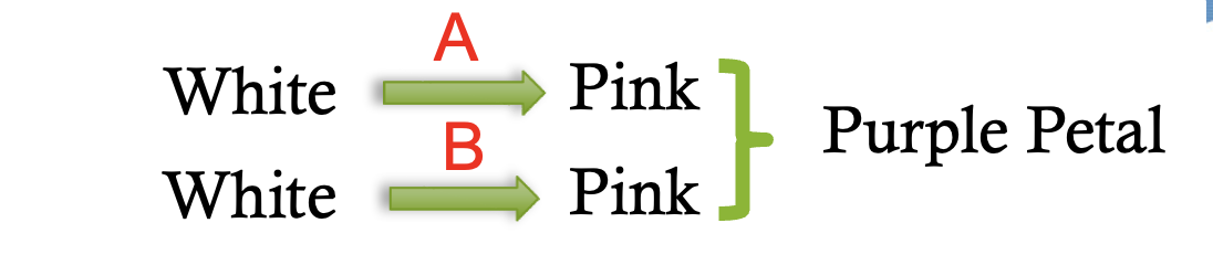 <p>dominant gene interaction pathway</p>