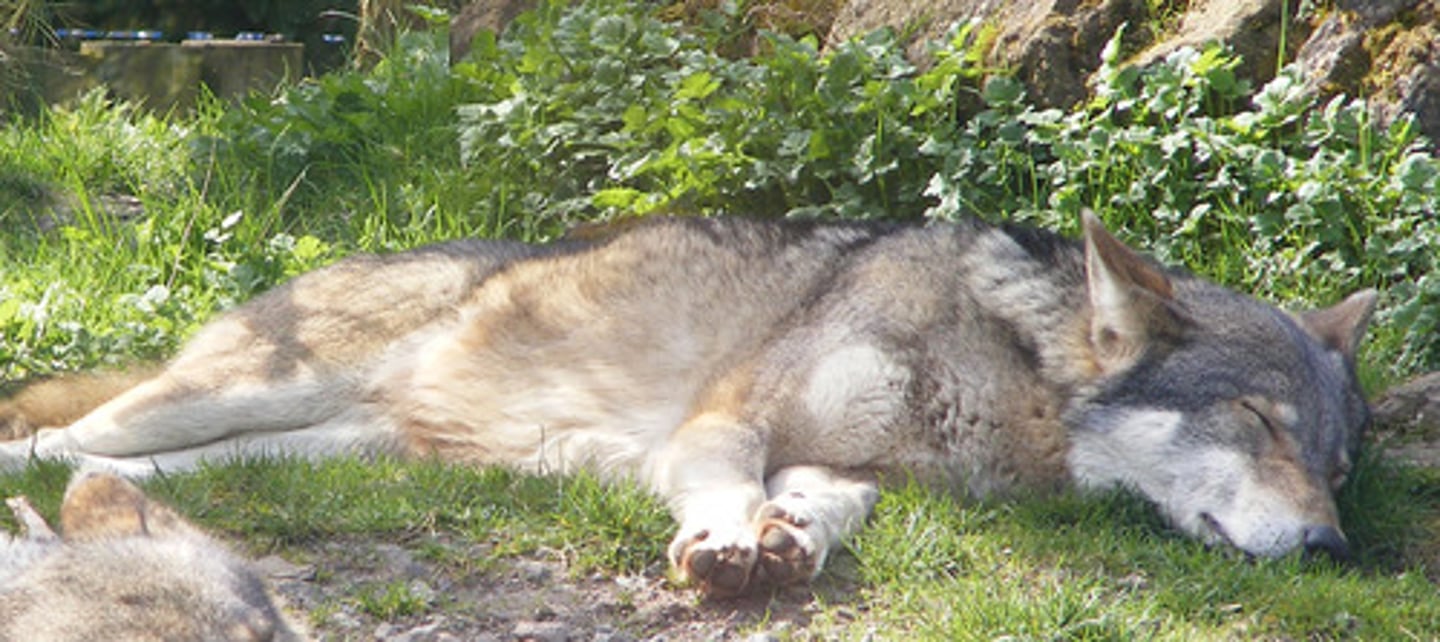 <p>What term describes a living thing in an inactive state, like hibernation, that it enters to conserve energy?</p>