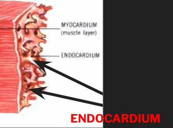 <p>What is the Endocardium?</p>