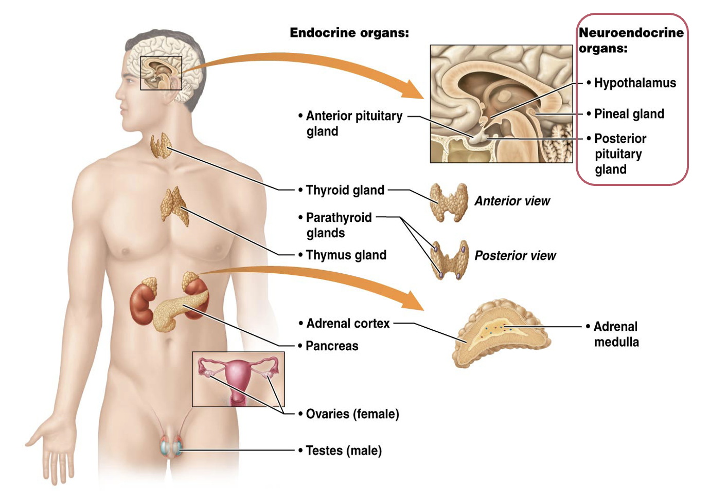 <p>B. Mammillary body</p>