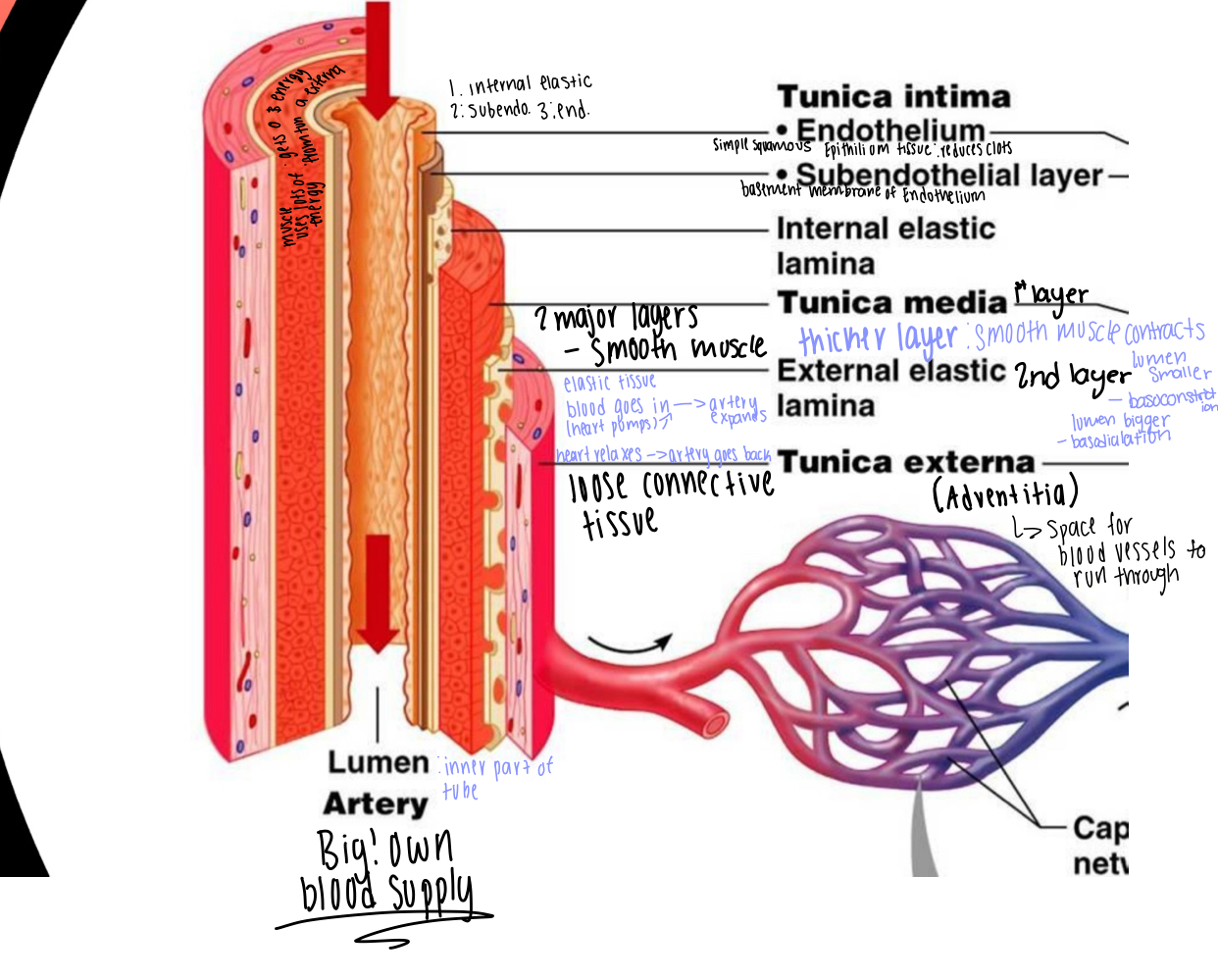 lots of layers because blood pressure is high in arteries 
- leads to thicker walls then veins that are the same size
- arteries are so big they has their own blood supply

1st (outermost) Layer : Tunica Externa
- loose connective tissue (adds structure)
- holds capillaries, and nerves that feed the artery 

2nd (middle) layer: Tunica Media (divided into two parts/2 layers)
- (1st part/layer) large layer of smooth muscle = TUNICA MEDIA
         -thicker then in veins -> allows artery to contract or relax
         - contracts = causes diameter of lumen to get smaller = called 
         VASOCONSTRICTION
         - relax's = causes diameter of lumen to get bigger = called 
         VASODIALATION
- (2nd part/layer) = EXTERNAL ELASTIC LAMINA
* when heart pumps a large amount of blood gets pushed into artery which causes artery to expand and then heart relax's = artery has to go back to normal shape
          - layer of elastic tissue = allows artery to stretch and go back to 
          its shape quickly

3rd (innermost) layer = Tunica Intima (made up of 3 sub layer's)
- (1st layer) INTERNAL ELASTIC LAMINA
          - layer of elastic tissue = allows artery to stretch and go back to 
          its shape quickly
- (2nd layer) SUBENDOTHELIAL LAYER 
          - basement membrane for endothelium
- (3rd layer) ENDOTHELIUM (endo- = inside of something)
          - is simple squamous epithelium (agains lumen) (reduces clots 
          from forming)
* lumen = hollow space inside structure