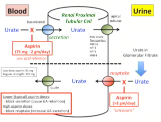 <p><span>Primarily occurs in the liver, where </span><strong><span>P450</span></strong><span>&nbsp;enzymes and other metabolic pathways convert NSAIDs to inactive metabolites:</span></p><p><span>Phase I</span></p><ul><li><p><span>Naproxen and indomethacin are demethylated prior to conjugation and excretion</span></p></li><li><p><span>Piroxicam and fenoprofen are hydroxylated prior to conjugation and excretion</span></p></li><li><p><span>Ibuprofen is hydroxylated and carboxylated prior to conjugation and excretion</span></p></li></ul><p>Phase II</p><ul><li><p><span><span>~75% conjugated to glycine in the liver</span></span></p></li></ul><p><span>→ forms </span><span><em><span>inactive</span></em><span>&nbsp;salicyluric acid</span></span></p><ul><li><p><span><span>This metabolite is excreted by the kidneys alongside glucuronide conjugates and 10% free salicylic acid</span></span></p></li></ul><ul><li><p><span>Due to the limited hepatic pool of glycine and glucuronide available for conjugation, salicylate is eliminated by </span><span><span>first-order kinetics at lower doses</span></span><span>, and by </span><span><span>zero-order kinetics at higher doses.</span></span></p></li></ul><p></p>