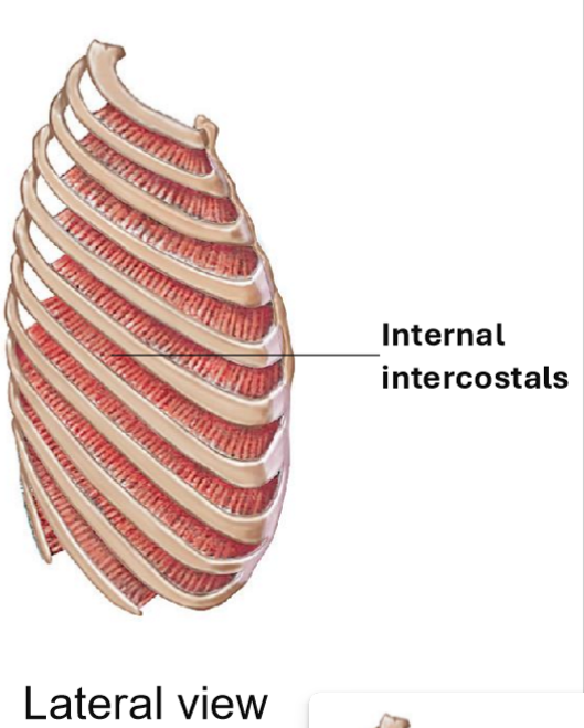 <ul><li><p>Fibers run opposite to external intercostals</p><ul><li><p>Muscle is deeper than external intercostals</p></li></ul></li><li><p>Function: Depress riibs during expiration</p><ul><li><p>Pulls inferior ribs back to place </p></li></ul></li></ul><p></p>