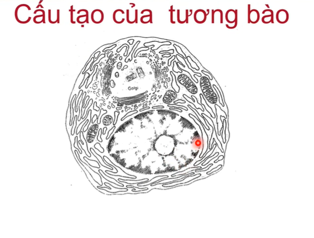 <p>Được biệt hóa từ lympho B,nhân hình bánh xe, lệch về 1 phía và bào tương ưa base</p><p>Nhân hình bánh xe do các chất nhiễm sắc cô đặc thành từng khối bám màng nhân và có nhân con ở giữa</p><p>Bào tương ưa base do LNC phát triển mạnh→cần nhiều RNA</p>