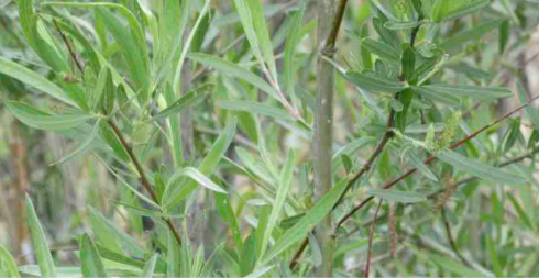 <ul><li><p>Riparian zone</p></li><li><p>leaves are linear and skinny</p></li><li><p>both sides of leaves are light grey</p></li></ul><p></p>