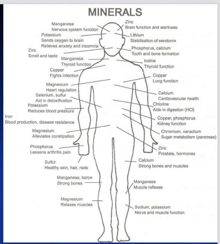 <p><strong><mark data-color="green" style="background-color: green; color: inherit;">-16+ essential</mark></strong> minerals (unsure of trace levels)</p><p><strong>-many functions</strong> (*not just for the skeleton)</p><p><strong>-wide variety of sources</strong> (high in whole foods; <mark data-color="blue" style="background-color: blue; color: inherit;">more refined= lose minerals</mark>)</p><p><strong><mark data-color="blue" style="background-color: blue; color: inherit;">-low absorption</mark></strong> (maybe 25%? but some absorb better than others)</p>