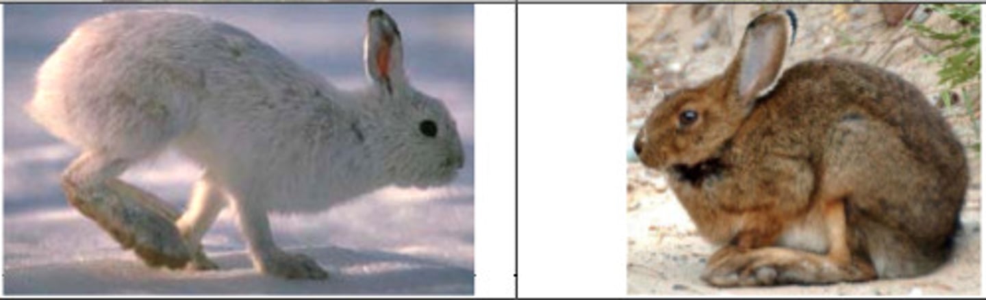 <p>snowshoe hare</p>