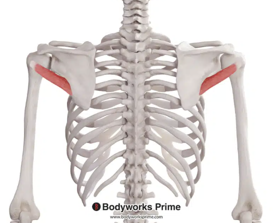 <p>*posterior</p>