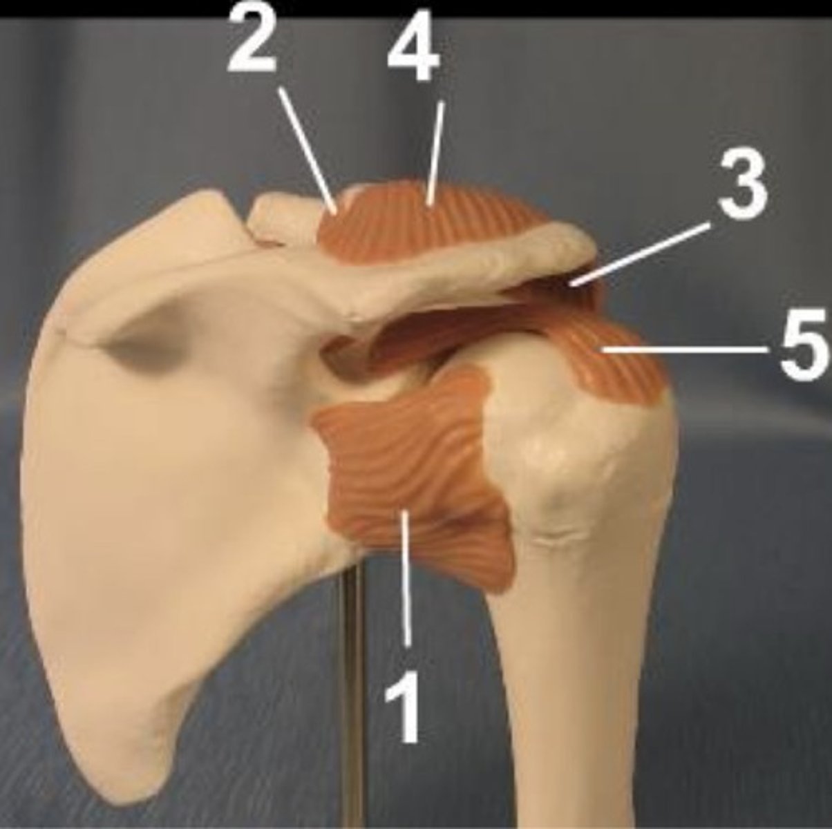 <p>Identify the structure labeled 5</p>