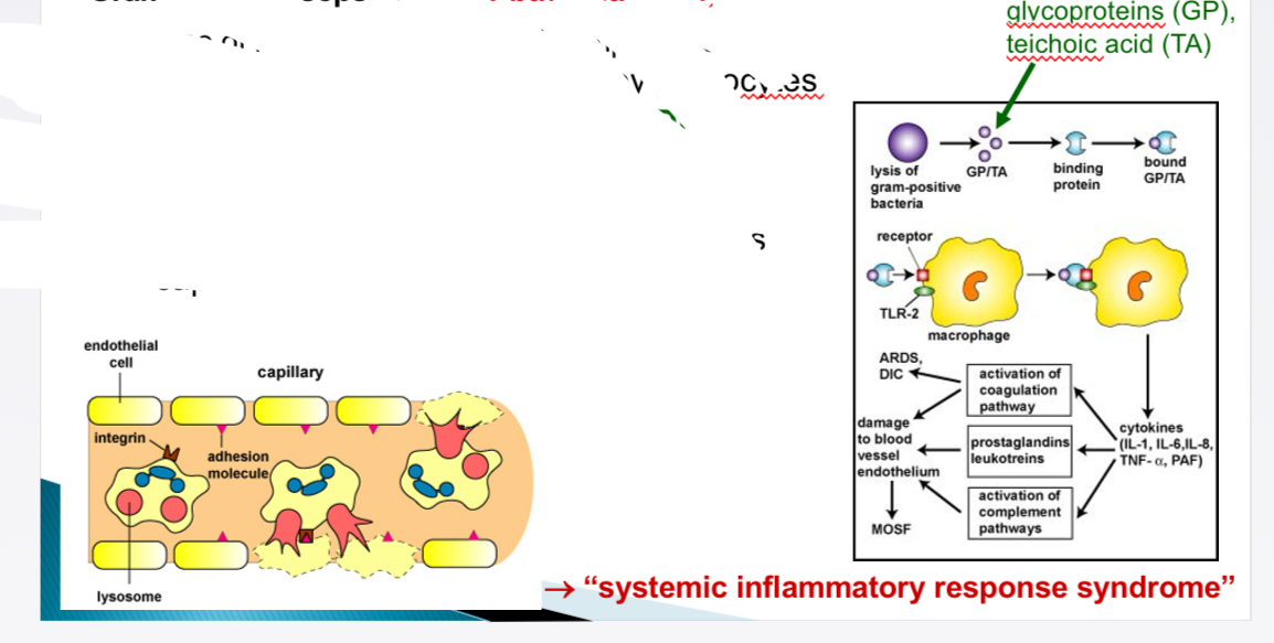 <p>Bacterial lysis → release cell wall components → monocytes produce cytokines + SIRS + DIC </p><p>Neutrophils adhere to endothelium → release proteases + O radicals → capillary dmamage → haemorrhage → shock </p>
