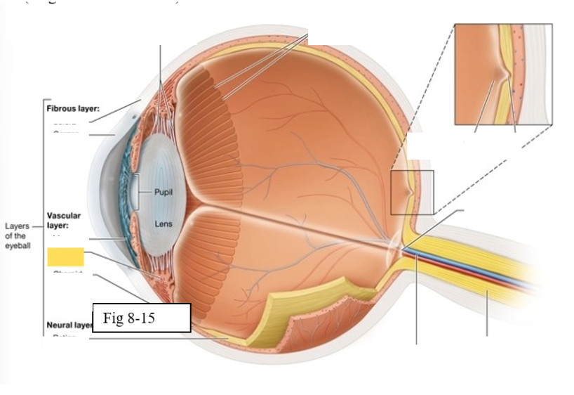 <p><span style="background-color: transparent; font-family: &quot;Times New Roman&quot;, serif;"><span>regulates the shape of the lens to enable light to be focused on the retina; secretes aqueous humor (clear watery fluid)</span></span></p>