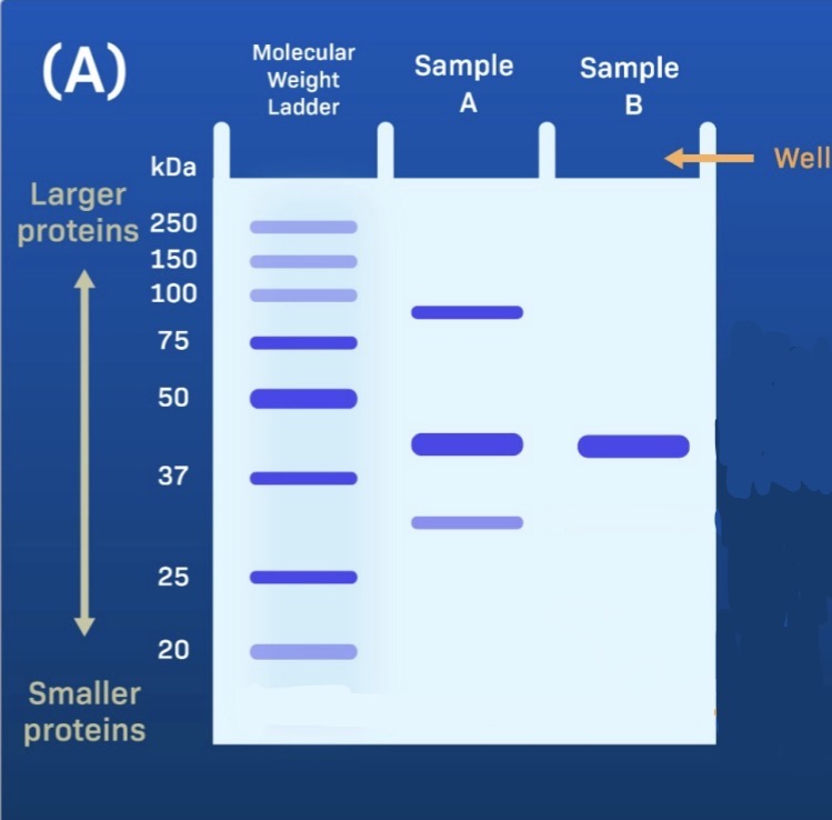 <p>Separation by size. Smaller proteins move farther and larger proteins move less. Compare to the molecular weight ladder. </p>