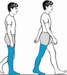 <p>What muscles are used in midstance and terminal (heel off) stance</p>
