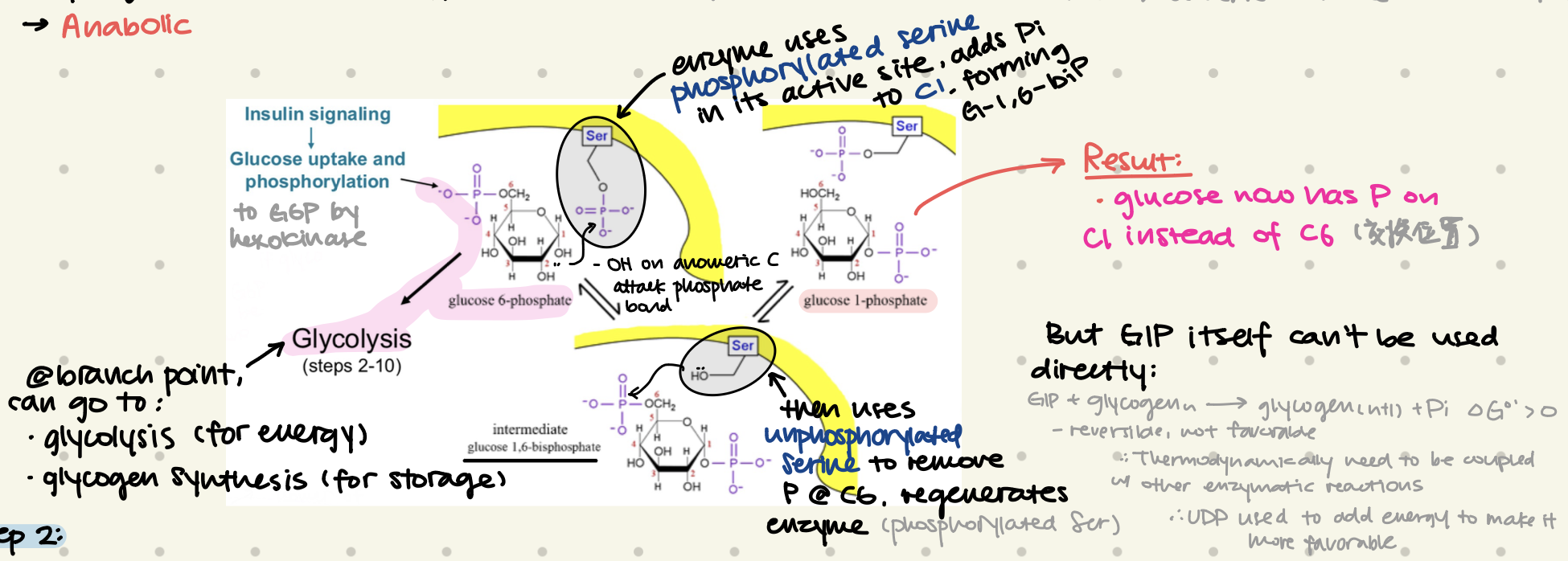 <ul><li><p>isomerizes G6P to G1P</p></li><li><p>G6P is a branch point, can go either glycolysis (for energy) / glycogenesis (for storage)</p></li><li><p>phosphoglucomutase uses <strong>phosphorylated serine</strong> @ <u>active site</u>, <strong>adds Pi to C1</strong>, forming G-1,6-biP</p></li><li><p>then uses <strong>unphosphorylated serine</strong> to <strong>remove Pi @ C6</strong>, regenerates enzyme</p></li><li><p>result: glucose now has P on C1 instead of C6 (G1P)</p></li></ul><p></p>