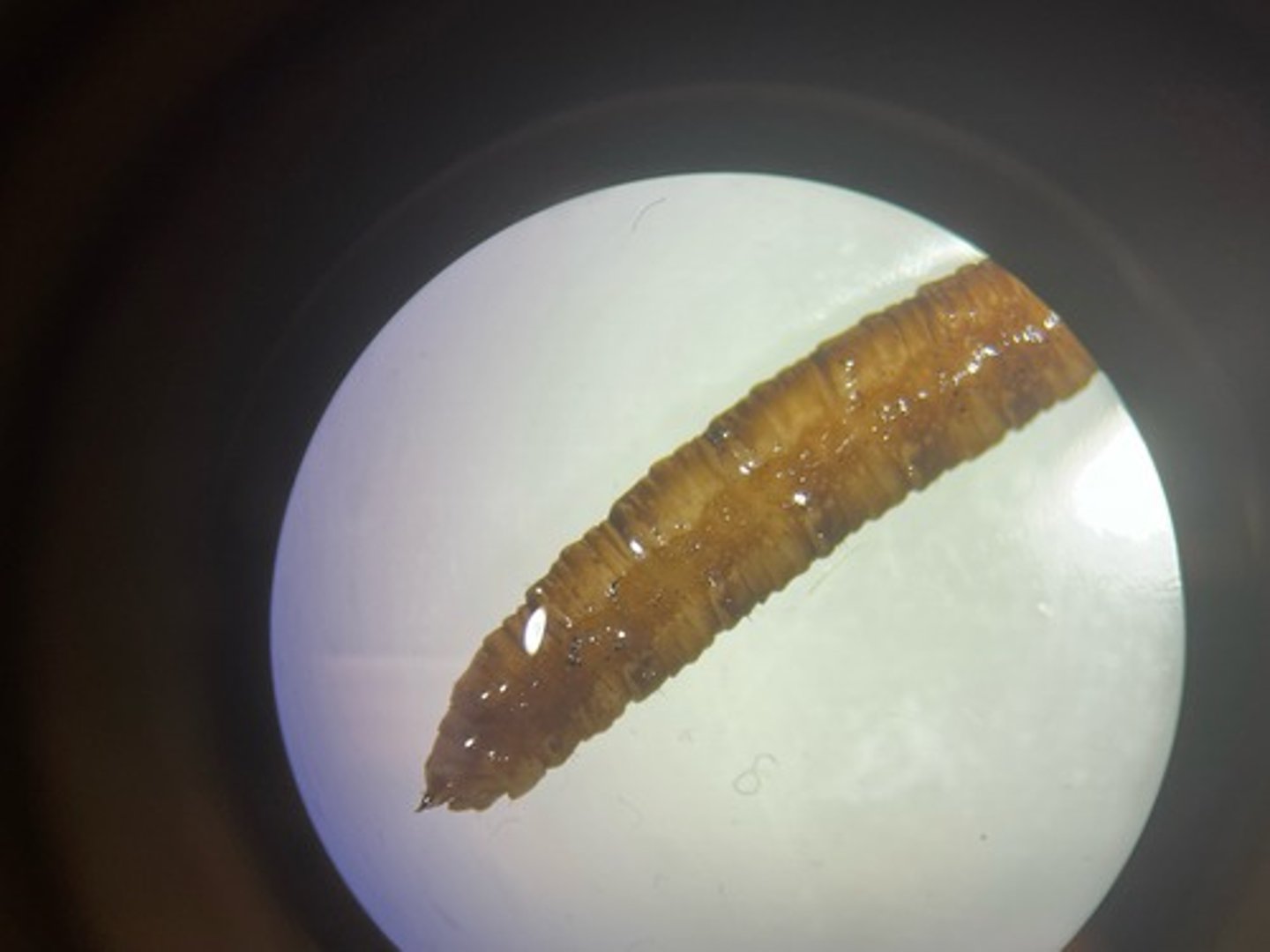 <p>Gouger</p><p>-------------------</p><p>FEATURES:</p><p>- has a gummy structure</p><p>- dosent hava a distinct head or leg shape</p><p>- does not have gills</p><p>- has spiracles (used for respiration)</p><p>- are found near the surface of the water</p>