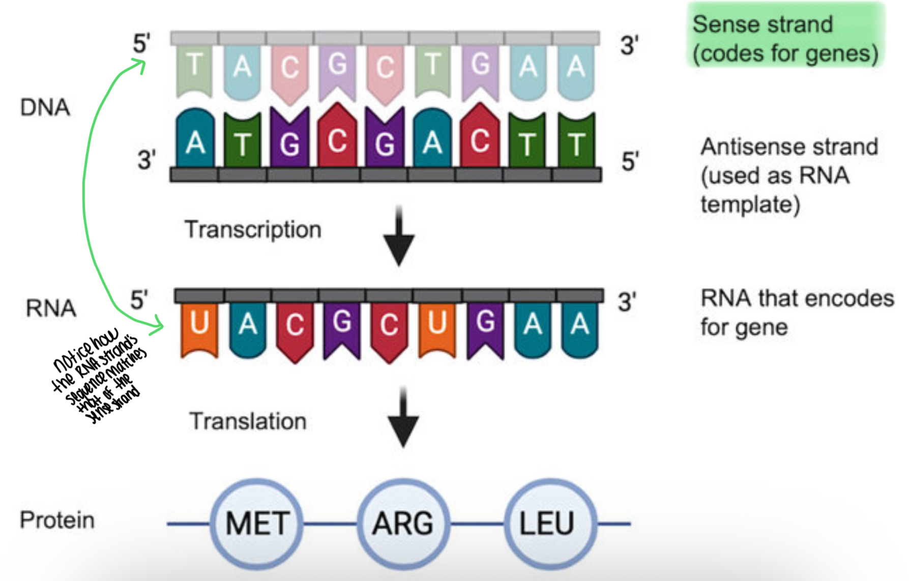 <p>This is the coding strand.</p><p>When mRNA takes a copy of a section of DNA, the mRNA strand has the same nucleotides as the sense strand of the original DNA strand <span>(except it uses </span><strong>U</strong><span> instead of </span><strong>T</strong><span>).</span></p><p><span>That’s why the sense strand is called the </span><strong>coding strand</strong><span> — its code is what ends up in the mRNA, even though mRNA is built from the opposite strand.This mRNA then moves to the </span><strong>cytoplasm</strong><span>, where its sequence is used to </span><strong>make proteins</strong><span> — not the antisense strand's sequence.</span></p>