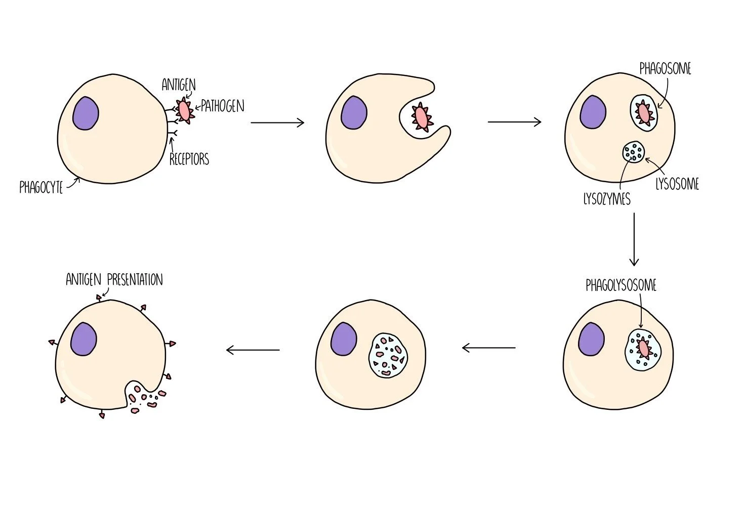 <ol><li><p>Chemicals from pathogens attract phagocytes to the infection site</p></li><li><p>Phagocytes detect non-self antigens on pathogens using receptor proteins on their membrane → receptors bind to antigens on the pathogen’s surface</p></li><li><p>Phagocyte’s membrane extends around pathogen, forming a phagocytic vacuole (phagosome)</p></li><li><p>Phagosome fuses with a lysosome, forming a phagolysosome</p></li><li><p>Lysozymes are released to hydrolyse pathogen (e.g. break down bacterial cell wall)</p></li><li><p>In macrophages, digested pathogen fragments may be displayed on cell surface to activate specific immune response</p></li></ol><p></p>