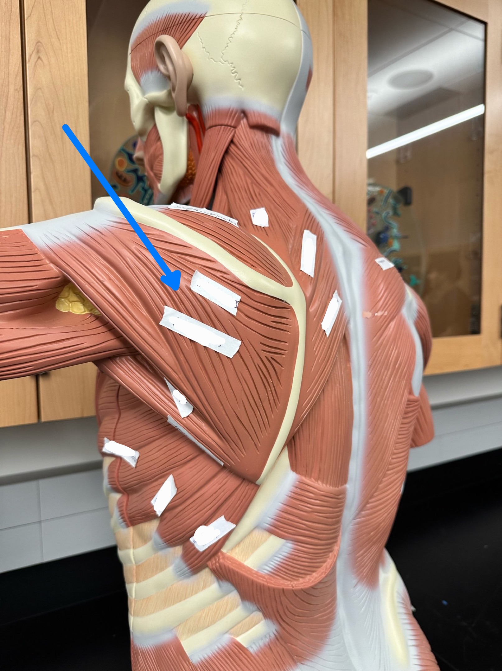 <p>ID muscle</p>