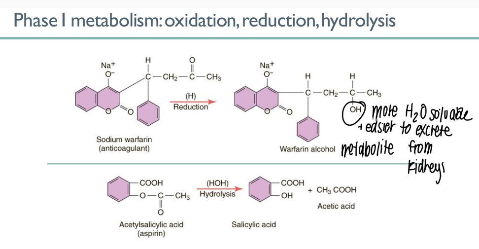 <p>make drug metabolite HYDROPHILLIC </p><p>oxidation, reduction, hydrolysis (all add an OH group) </p>