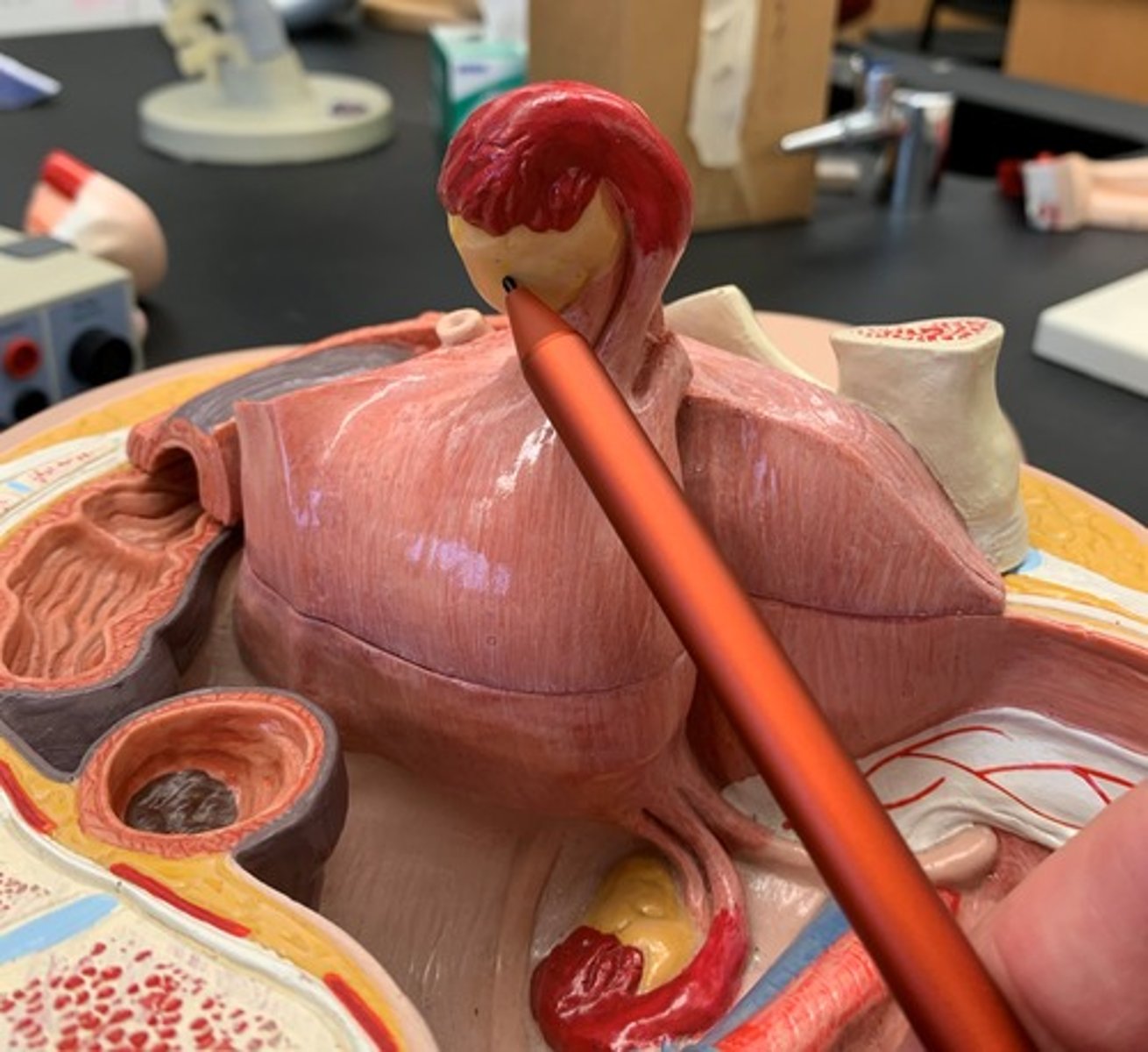 <p>Gonad of females</p>