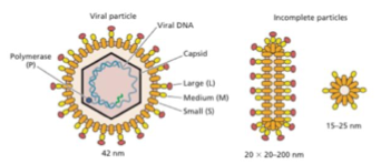 <p><span>– Ils peuvent produire des </span><strong>pseudo-particules virales</strong><span> :</span><br><span>• Contiennent uniquement les </span><strong>glycoprotéines d’enveloppe</strong><br><span>• </span><strong>Sans génome</strong><span>, donc </span><strong>non infectieuses</strong><br><span>• Ces particules ont été </span><strong>utilisées pour les premiers vaccins</strong><span> contre l’hépatite B</span></p>