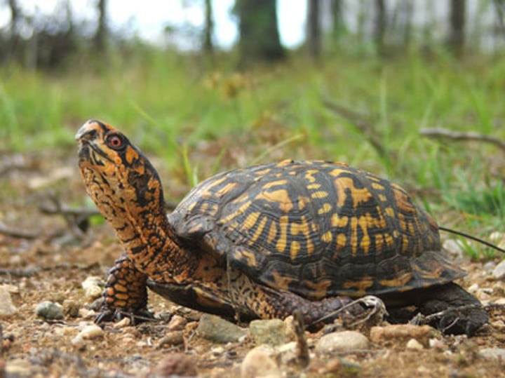 <p><strong>High domed carapace</strong></p><p>Scutes have orange yellow splotches</p><p>4 toes on each hind foot</p><p>Males have red eyes</p><p><strong>Hinged carapace, can completely close</strong></p>