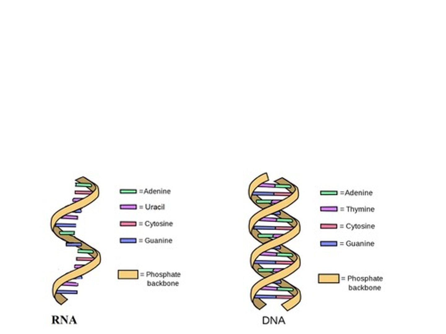 <p>Sugar-phosphate groups.</p>