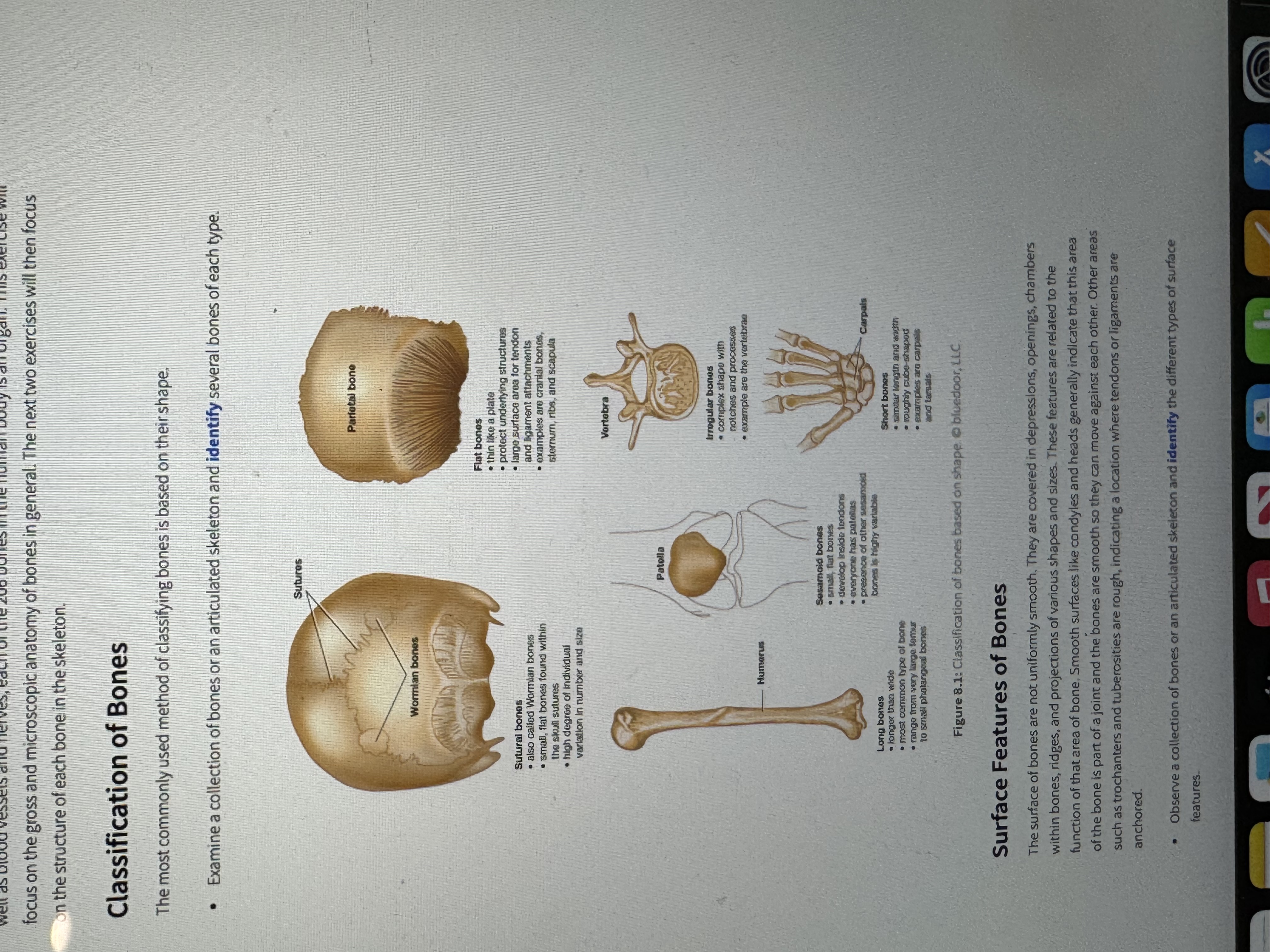 <p>Short bones</p>