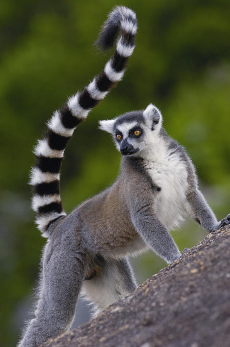 <p>ring-tailed lemur</p>
