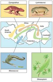 The study of the geographic distribution of species across the planet and through geological time shows a distinctive pattern.